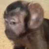 🍌🐒 MONOS 🐒🍌 10