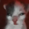🐈 - kitty `. | @pecjuwr :: 16