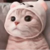 🐈 - kitty `. | @pecjuwr :: 17