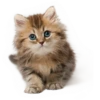 Cats 17