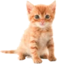 Cats 18