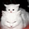 🐈 - kitty `. | @pecjuwr :: 19