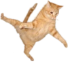 Cats 19