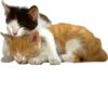 Cats 20
