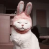🐈 - kitty `. | @pecjuwr :: 21