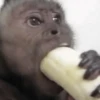 🍌🐒 MONOS 🐒🍌 12
