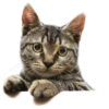 Cats 21