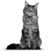 Cats 22