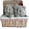 Cats 23