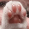 🐈 - kitty `. | @pecjuwr :: 22