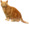 Cats 24