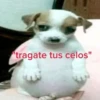 "tragate tus celos"