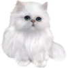 Cats 26