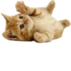 Cats 27