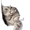 Cats 28