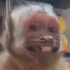 🍌🐒 MONOS 🐒🍌 13