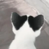 🐈 - kitty `. | @pecjuwr :: 25