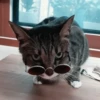 🐈 - kitty `. | @pecjuwr :: 27