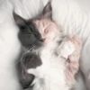 🐈 - kitty `. | @pecjuwr :: 28