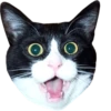 Cats 29
