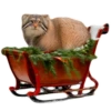 Winter Manul 3