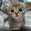 kitten 5
