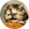 Kittens 5