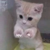 kitten 6