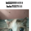 kitten 7