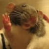 Ratitas🐁🐭🩶 6