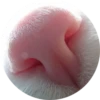 Kittens 6