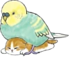 Kittens mofu_sand 2 6