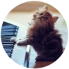 Kittens 7