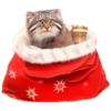 Winter Manul 10