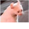 Michis cursed 7