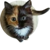 Kittens 8