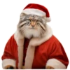 Winter Manul 11