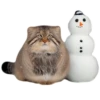 Winter Manul 12