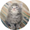 Kittens 9