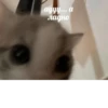kitten 9