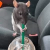 Ratitas🐁🐭🩶 9