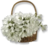 : Flowers 8