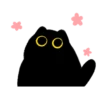 Owl Black Cat 6