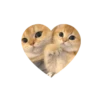 💗kitties love 💗 @iamideas @iamstockroom 7