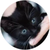 Kittens 10