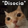 ✨Gatitos con frases😺✨6 6