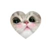 💗kitties love 💗 @iamideas @iamstockroom 11