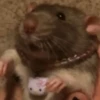 Ratitas🐁🐭🩶 11
