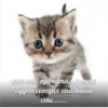 kitten 10