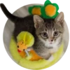 Kittens 11